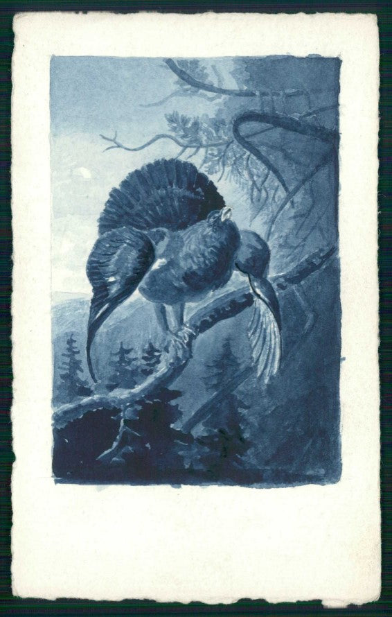 Animali Nörgelei Tetraonide Hand Painted Dipinta a Mano cartolina TC6705 – fronte