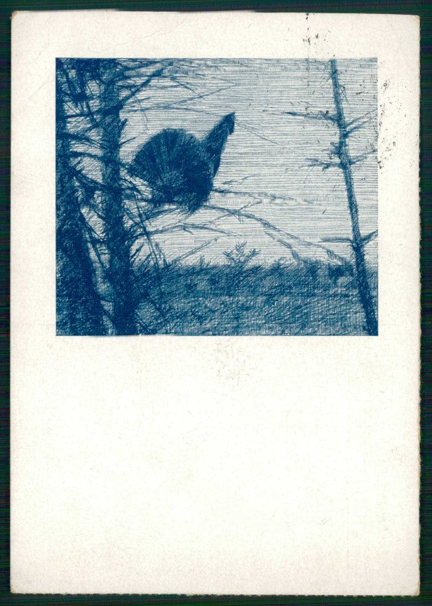 Animali Nörgelei Tetraonide WRINKLES cartolina TC6707 – fronte