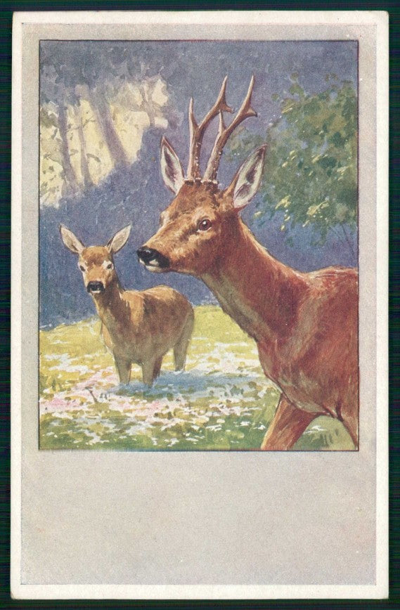 Artist Signed Feiertag ? Deer Cervo B K W I serie 784-1 cartolina TC6713 – fronte