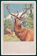 Artist Signed Feiertag ? Deer Cervo B K W I serie 784-4 cartolina TC6714 – fronte