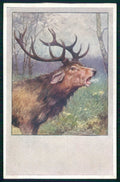 Artist Signed Feiertag ? Deer Cervo B K W I serie 784-3 cartolina TC6715 – fronte