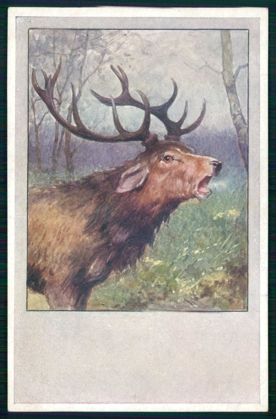Artist Signed Feiertag ? Deer Cervo B K W I serie 784-3 cartolina TC6715 – fronte
