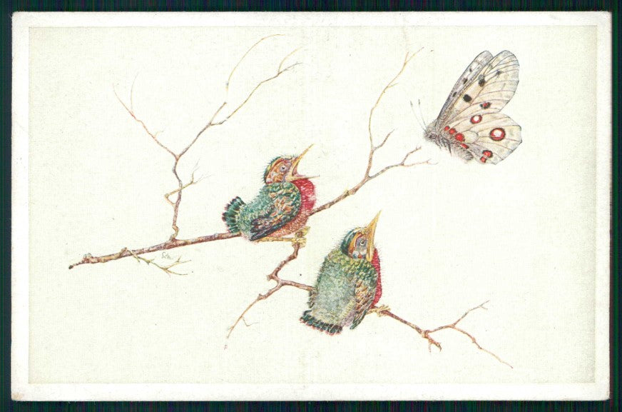 Animali Bird W L B serie 03398 cartolina TC6726 – fronte