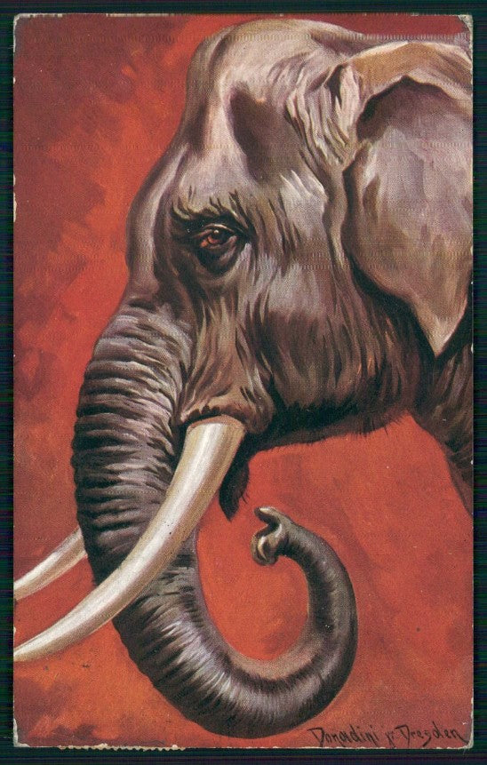Artist Signed Donadini Elephant Elefante Eritrea serie 236 cartolina TC6760 – fronte