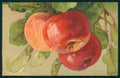 Artist Signed Catherine Klein Apple Fruit serie 1612 cartolina TC6839 – fronte