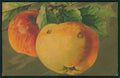 Artist Signed Catherine Klein Apple Fruit Velvet serie 538 cartolina TC6842 – fronte