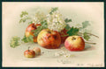 Artist Signed C. Klein Apple Fruit Meissner Buch serie 1246 cartolina TC6850 – fronte