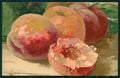 Artist Signed Catherine Klein Fruit cartolina TC6853 – fronte