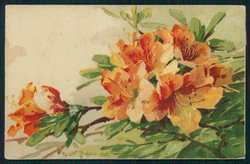 Artist Signed Catherine Klein Flowers Studien serie cartolina TC6869 – fronte
