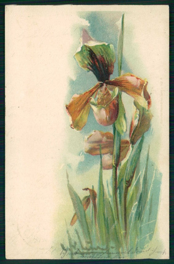 Artist Signed Catherine Klein Flowers Orchidea ABRADED cartolina TC6874 – fronte