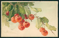 Artist Signed Klein Fruit Cherries Ciliegie Meissner Buch 1309 cartolina TC6917 – fronte