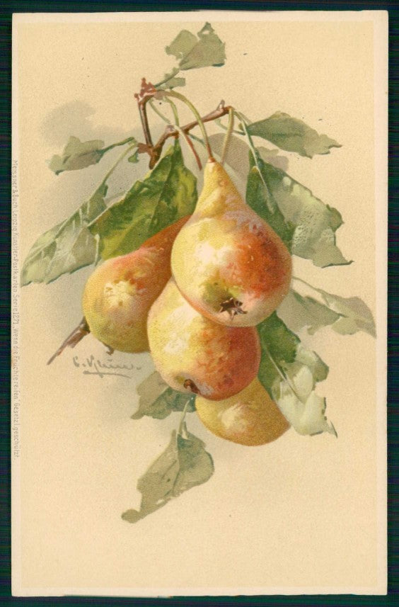 Artist Signed C. Klein Fruit Pear Pera Meissner Buch 1271 cartolina TC6921 – fronte