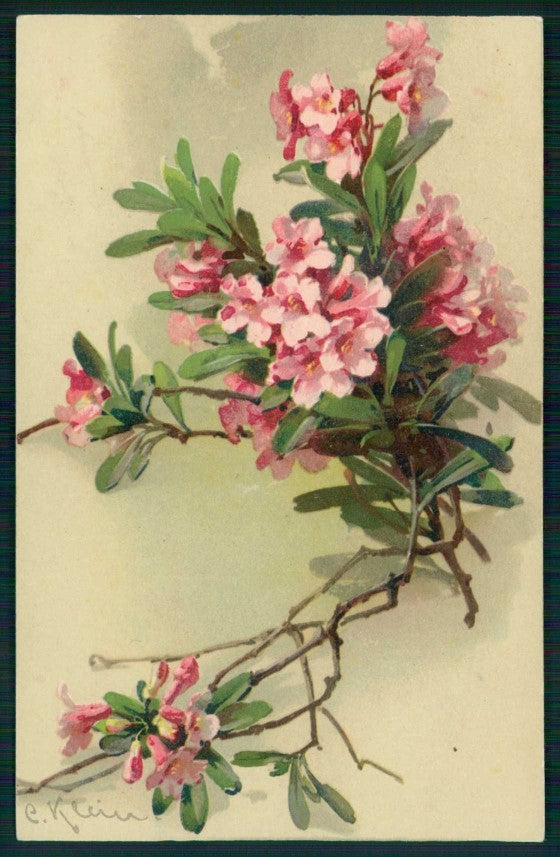 Artist Signed Catherine Klein Flowers serie 1808 cartolina TC6955 – fronte