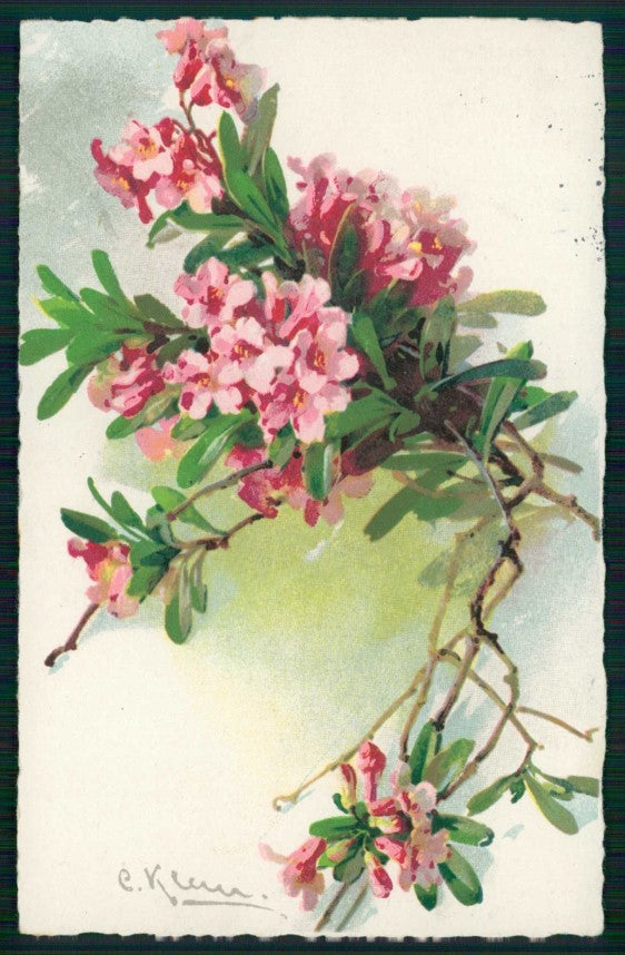 Artist Signed Catherine Klein Flowers serie 1808 cartolina TC6974 – fronte