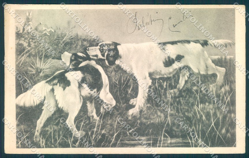 Animals Dog Hunting Setter CORNER CREASE cartolina postcard TW1022 – fronte