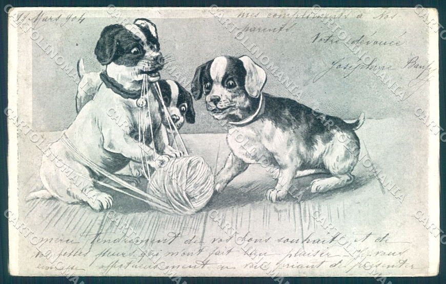 Animals Dog Jack Russell ? Puppies cartolina postcard TW1023 – fronte