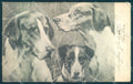 Animals Dog Foxhound Jack Russell cartolina postcard TW1024 – fronte