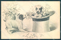 Animals Dog Puppies Christmas Viennoise Hat serie 5013 cartolina postcard TW1026 – fronte