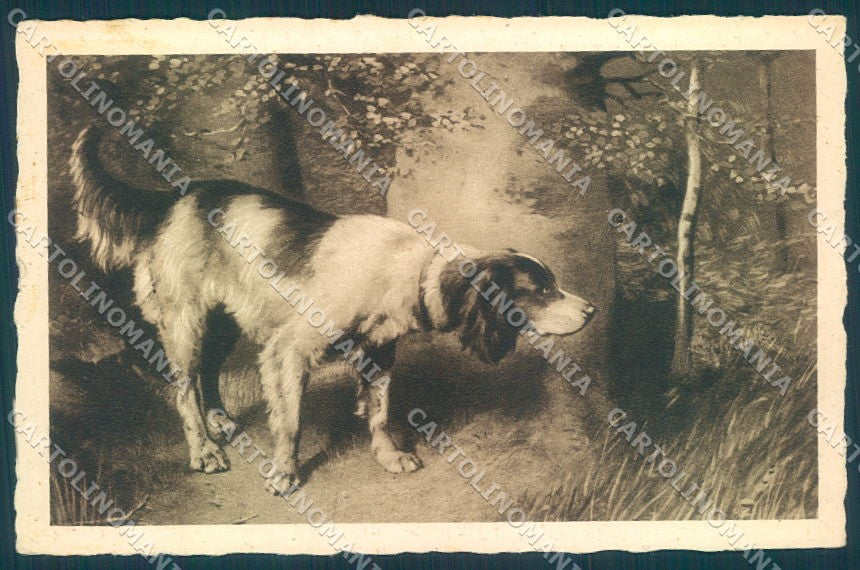 Animals Dog Hunting Setter cartolina postcard TW1027 – fronte