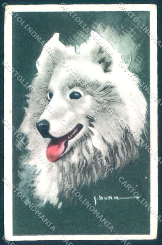 Animals Dog Samoiedo NMM serie 3000-14 Duka cartolina postcard TW1046 – fronte