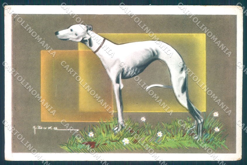 Animals Dog Whippet NMM serie 3000-3 Duka cartolina postcard TW1049 – fronte