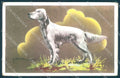 Animals Dog Setter NMM serie 3000-8 Duka cartolina postcard TW1050 – fronte