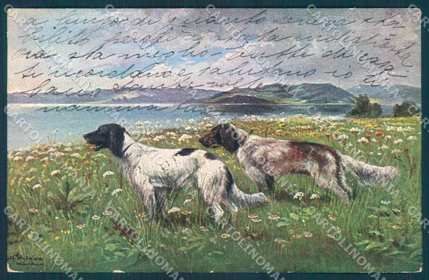 Animals Schonian Setter Dog Hunting TSN 1961 cartolina postcard TW1058 – fronte