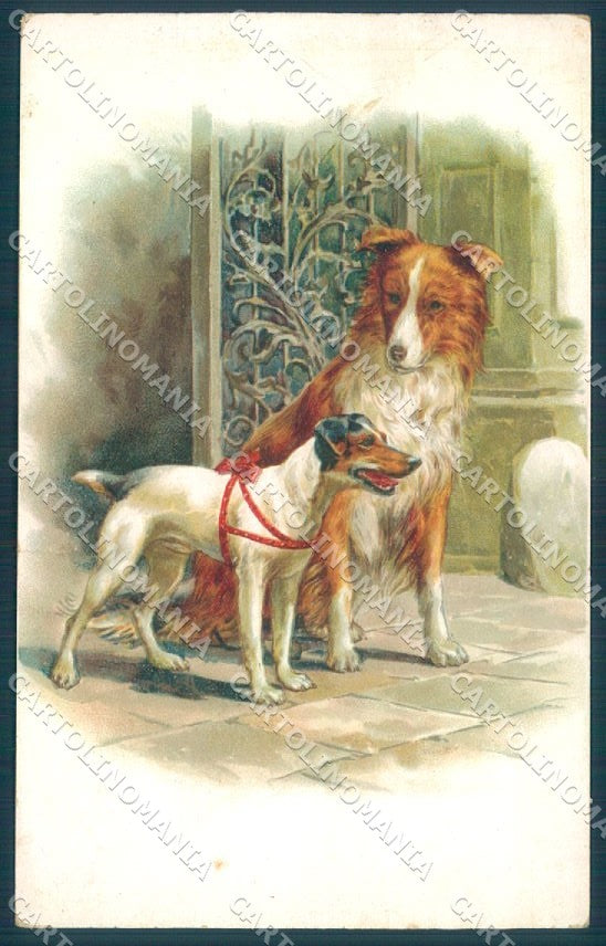 Animals Dog Fox Terrier Collie serie 2837 TEAR cartolina postcard TW1063 – fronte