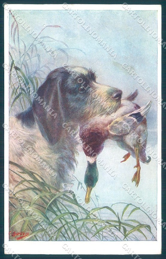 Animals Burton Spinone Dog Hunting Mallard BKWI 859-3 cartolina postcard TW1066 – fronte