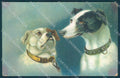 Animals Dog Greyhound English Bulldog serie 942 cartolina postcard TW1069 – fronte