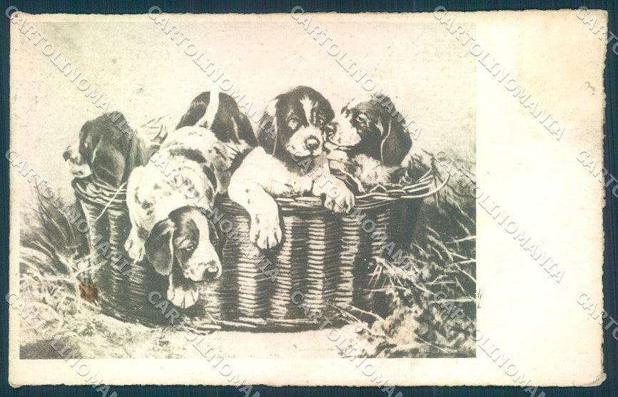 Animals Dog Hunting Puppies Bracco ? cartolina postcard TW1075 – fronte