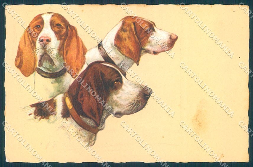 Animals Corbella ? Dog Bracco Spinone Degami 656 cartolina postcard TW1092 – fronte