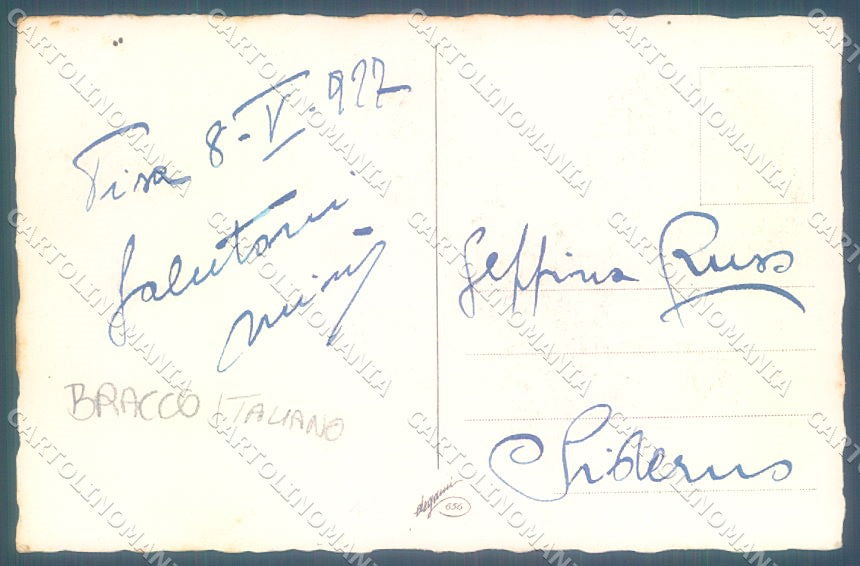 Animals Corbella ? Dog Bracco Spinone Degami 656 cartolina postcard TW1092 – retro