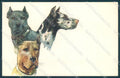 Animals Corbella ? Great Dane Dog Degami 658 cartolina postcard TW1095 – fronte