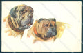 Animals Corbella ? Dog du Bordeaux Degami 659 cartolina postcard TW1097 – fronte