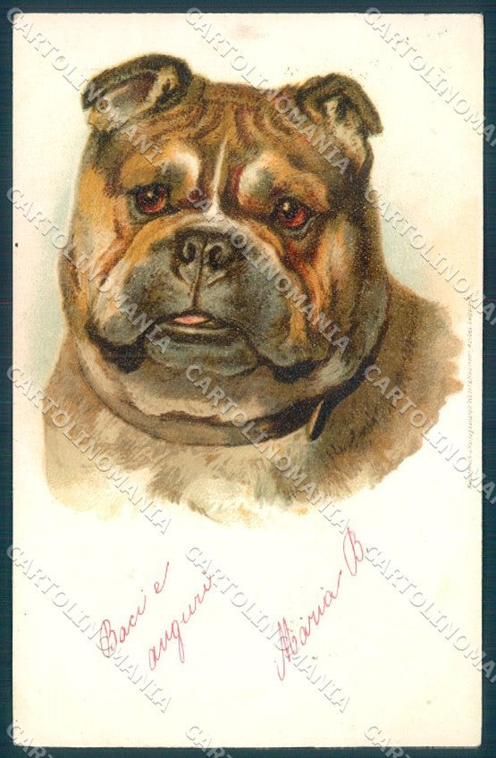 Animals English Bulldog CORNER CREASE cartolina postcard TW1107 – fronte