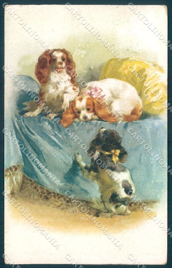 Animals Cavalier King Charles Spaniel Dog serie 2837 TEAR postcard TW1109 – fronte