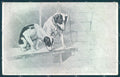 Animals Dog Jack Russell Terrier PIN HOLE cartolina postcard TW1113 – fronte