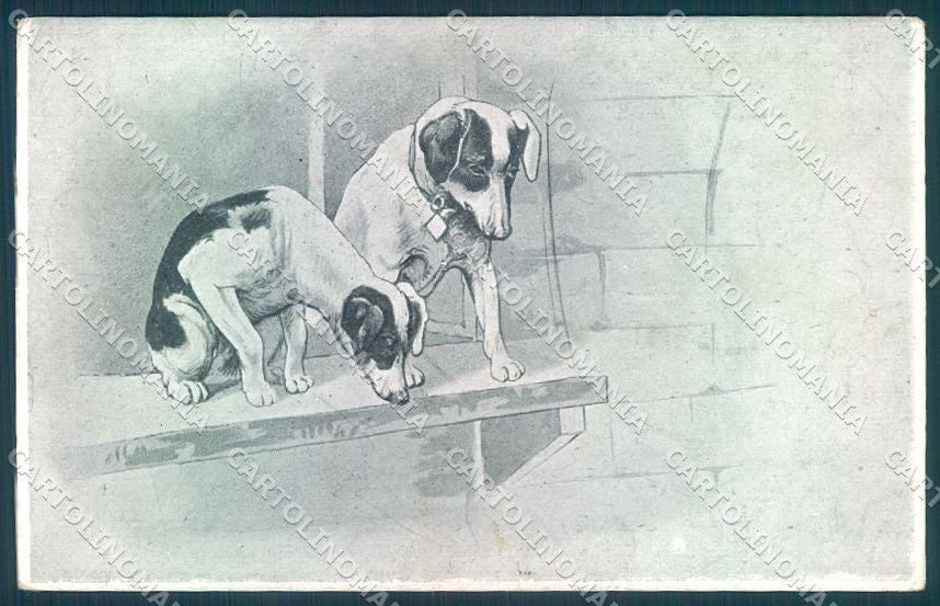 Animals Dog Jack Russell Terrier PIN HOLE cartolina postcard TW1113 – fronte