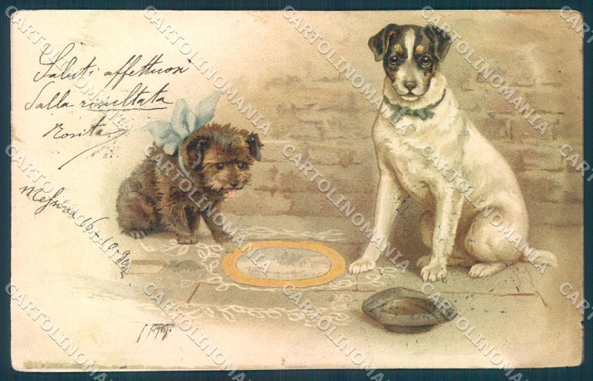 Animals Terrier Dog UNGLUED cartolina postcard TW1115 – fronte