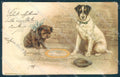 Animals Terrier Dog UNGLUED cartolina postcard TW1115 – fronte