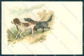 Animals Dog Hunting Setter serie 210-5038 cartolina postcard TW1119 – fronte