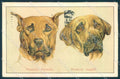Animals Dog Mastiff Great Dane serie 377-1 cartolina postcard TW1126 – fronte
