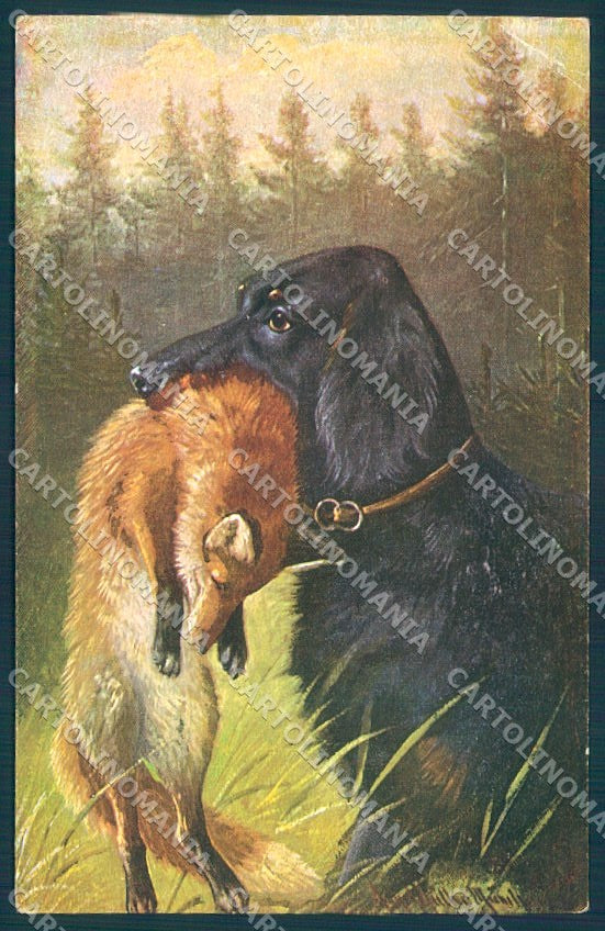 Animals Austrian Hound Dog Fox Muller WSSB 6916-2 CORNER CREASE postcard TW1134 – fronte