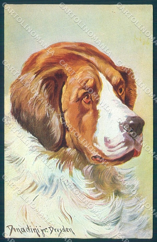 Animals Donadini Jr Saint Bernard Dog Peluba 235 cartolina postcard TW1142 – fronte