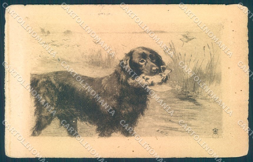 Animals Hovawart Dog Hunting Partridge cartolina postcard TW1144 – fronte