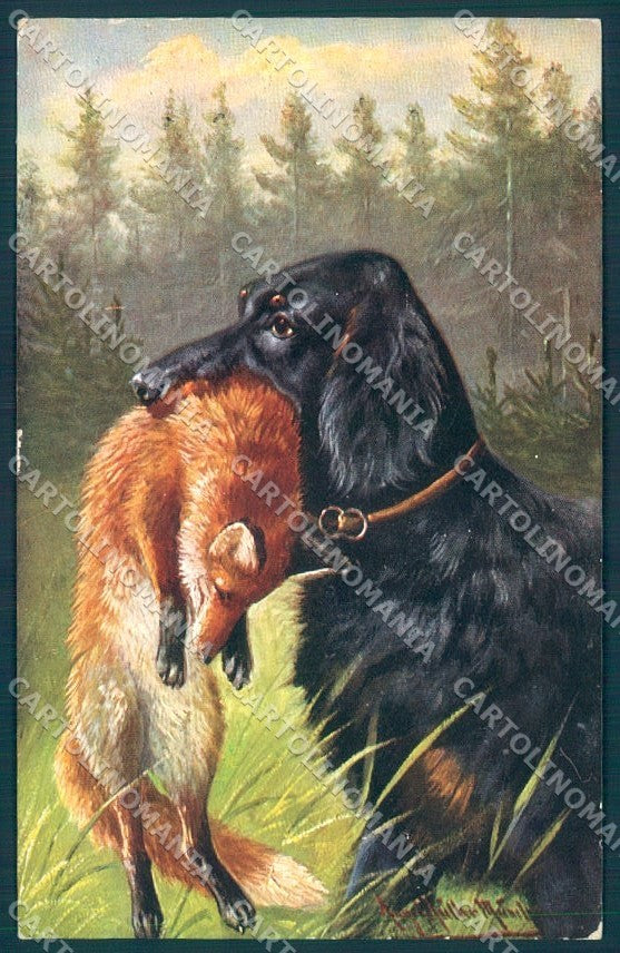 Animals Augustus Muller Austrian Hound Dog Fox serie 500 postcard TW1149 – fronte