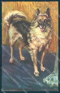 Animals Dog Collie Professor Lenci Degami 50 cartolina postcard TW1183 – fronte