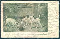 Animals Daele Dog Fox Terrier serie 132 cartolina postcard TW1190 – fronte