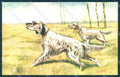 Animals Norfini Dog Setter Hunting serie 101-7 cartolina postcard TW1198 – fronte